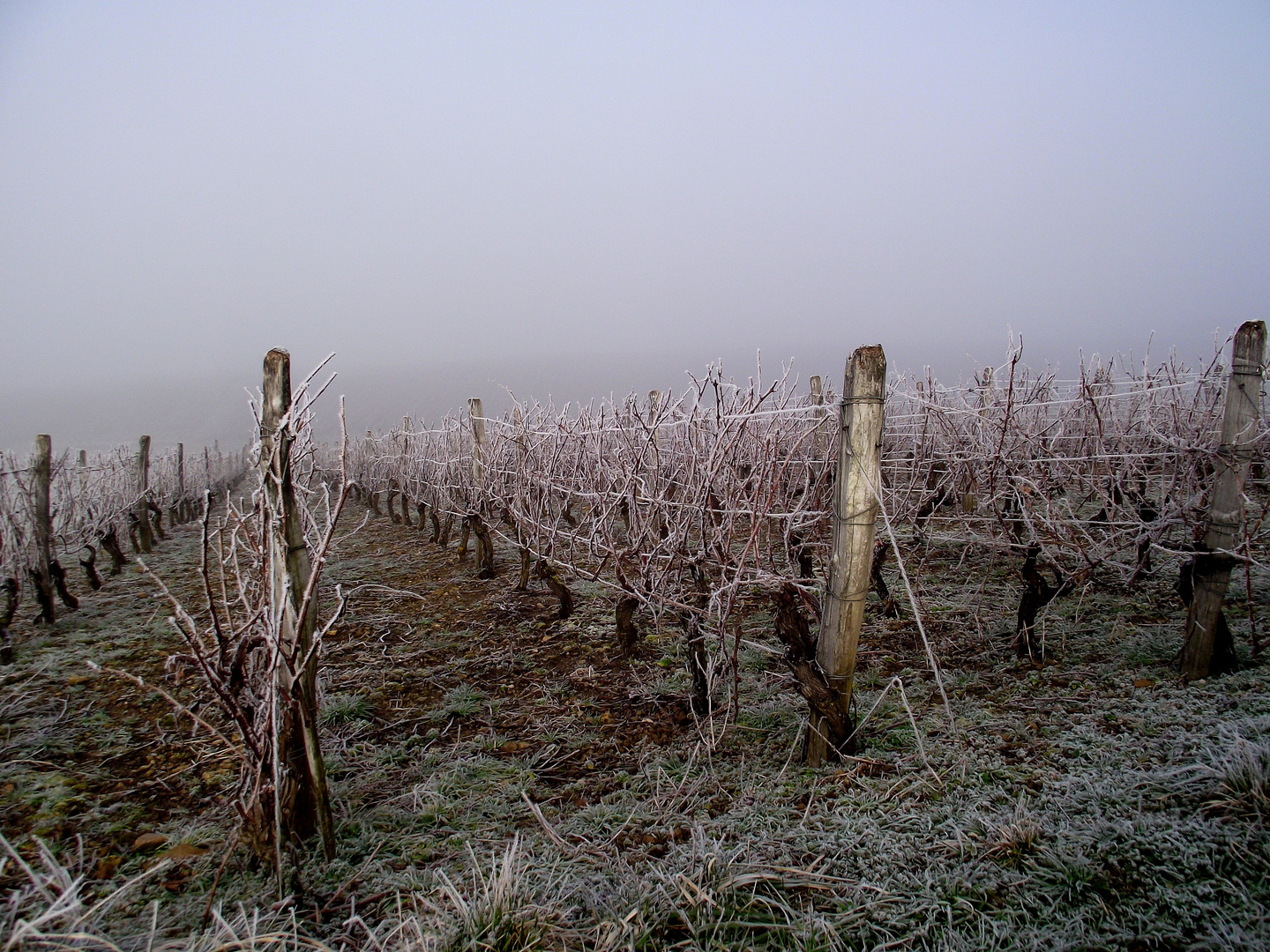 UN BROUILLARD A COUPER AU COUTEAU