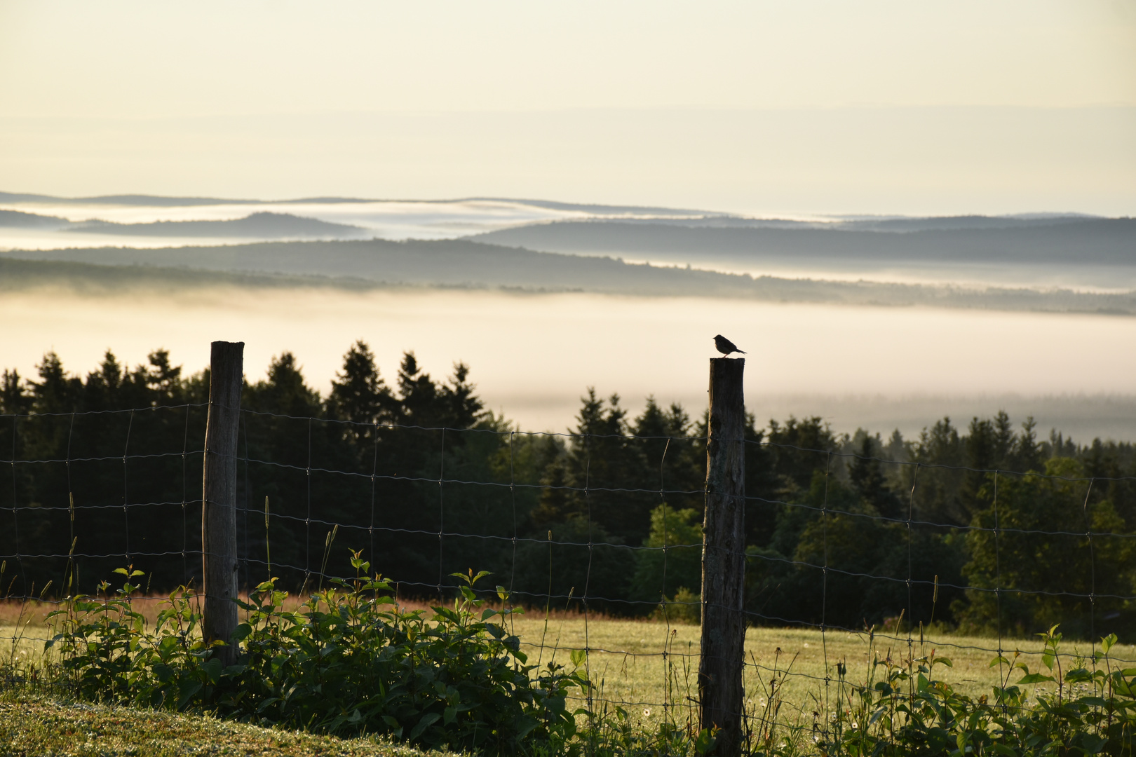 Un brouillard un matin d'été