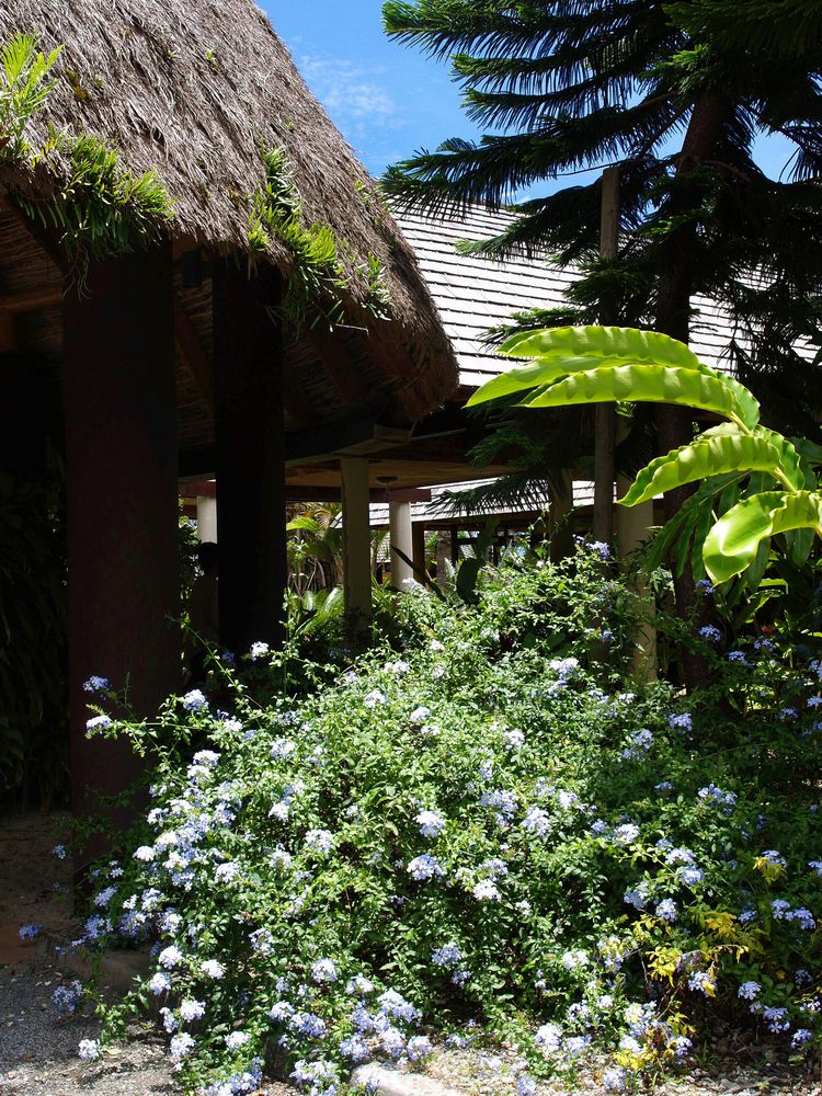 Un buisson de plumbagos à l’entrée traditionnelle de l’hôtel Tieti à Poindimié.