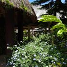 Un buisson de plumbagos à l’entrée traditionnelle de l’hôtel Tieti à Poindimié.