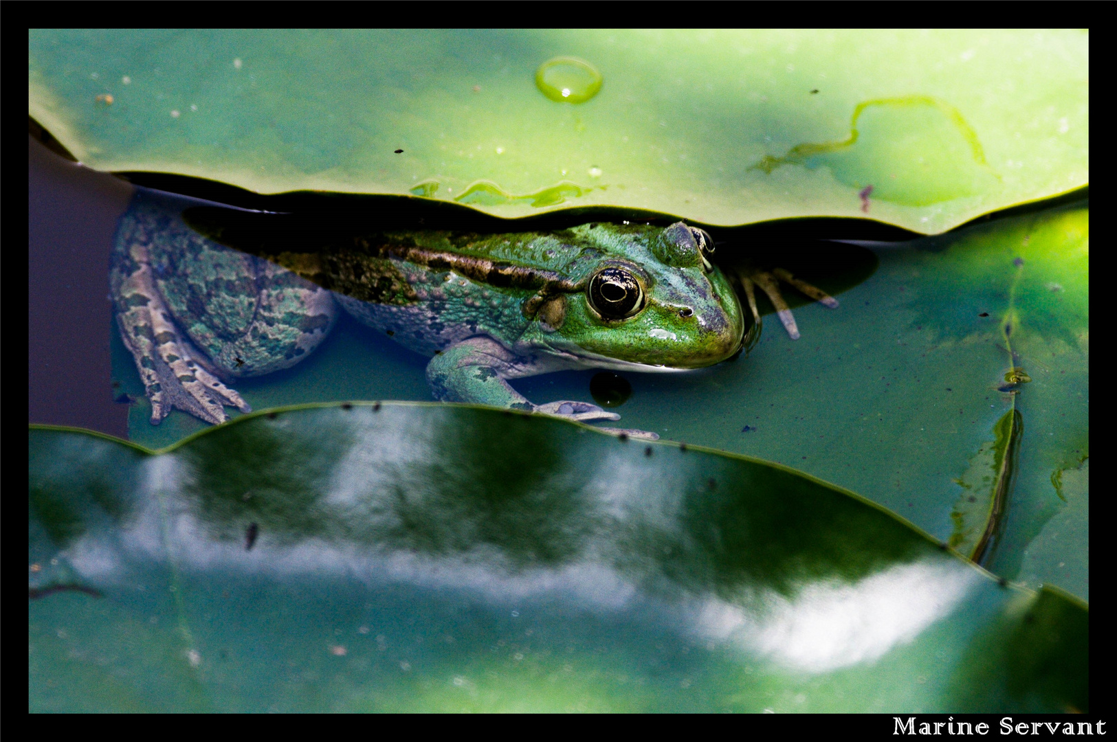 Un cache-cache avec une grenouille