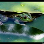 Un cache-cache avec une grenouille