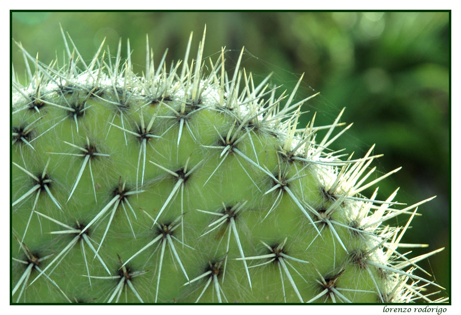 Un cactus a Favignana