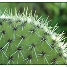 Un cactus a Favignana