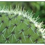 Un cactus a Favignana