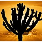 Un cactus en frente de la Salida del sol