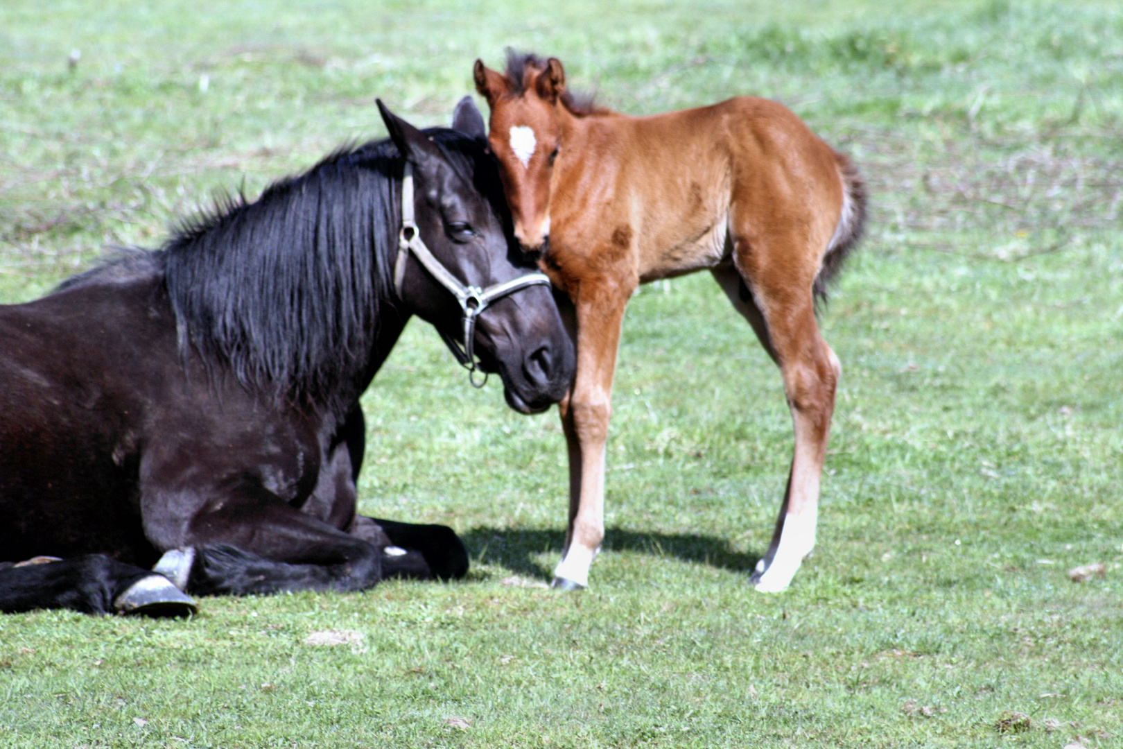 Un calin pour finir !