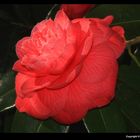 "Un camélia rouge ce matin dans mon jardin "