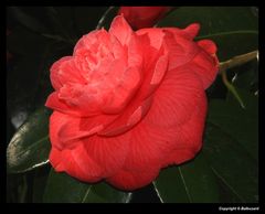 "Un camélia rouge ce matin dans mon jardin "