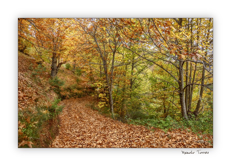 Un camino cubierto de hojas