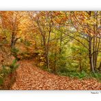 Un camino cubierto de hojas