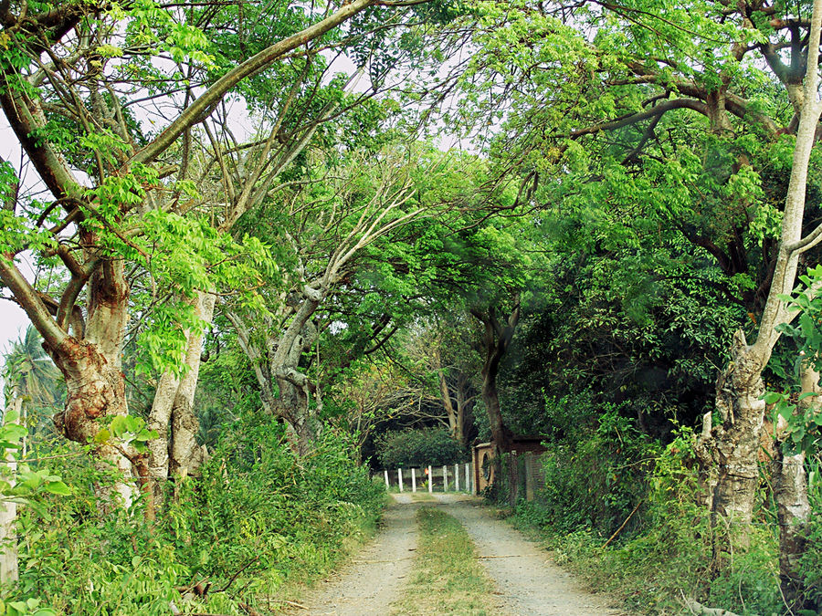 Un camino hacia La Antigua, Veracruz México.