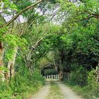 Un camino hacia La Antigua, Veracruz México.