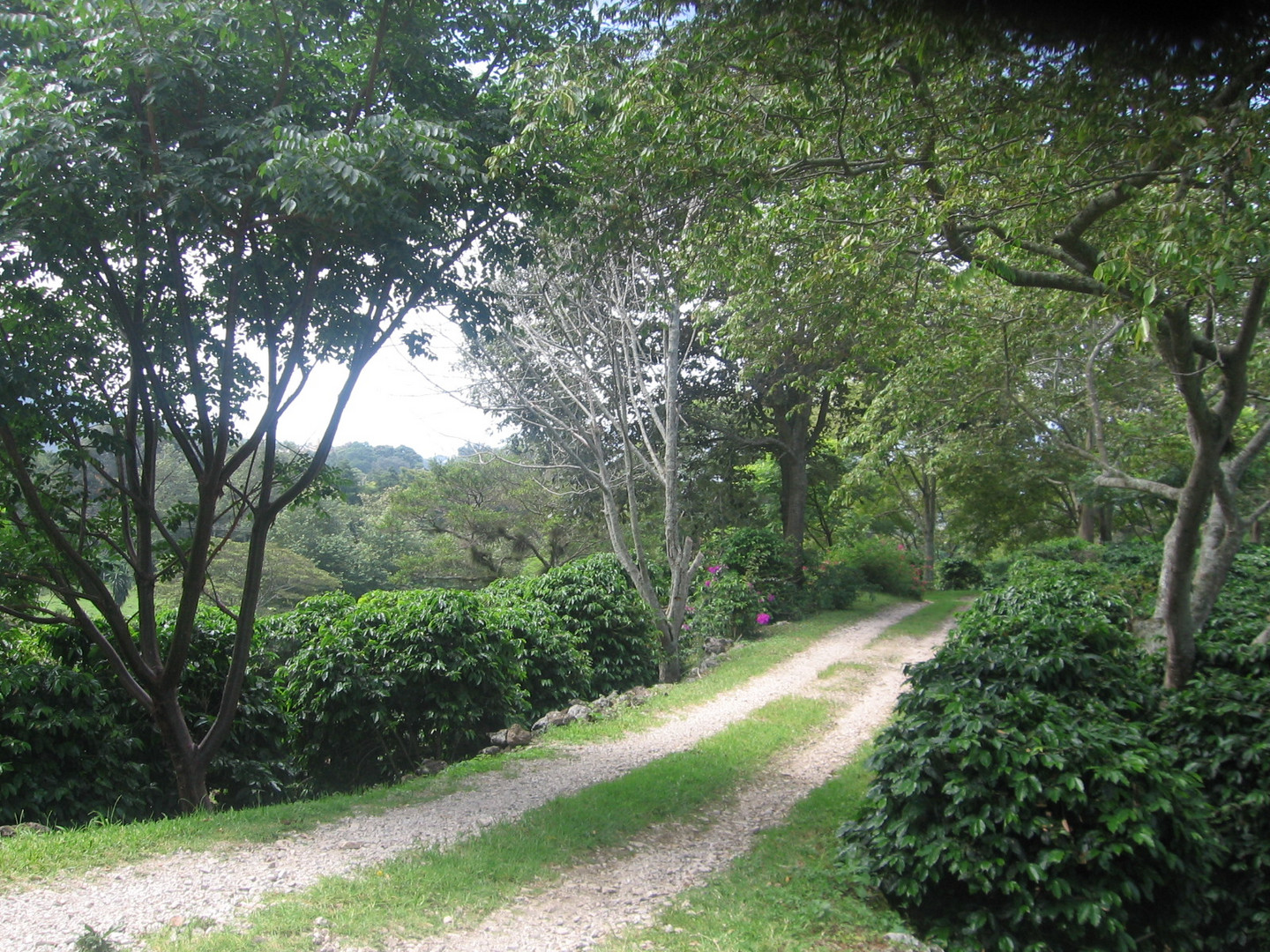 "Un camino por Veracruz ...“El café veracruzano, parte del bicentenario…”