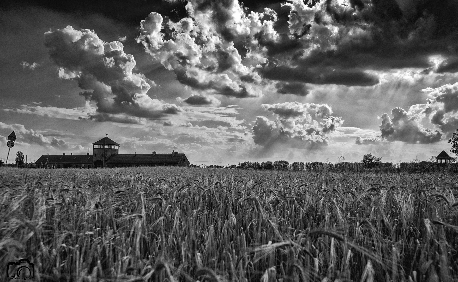 Un campo di grano