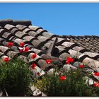 un campo di papaveri... insolito