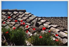 un campo di papaveri... insolito