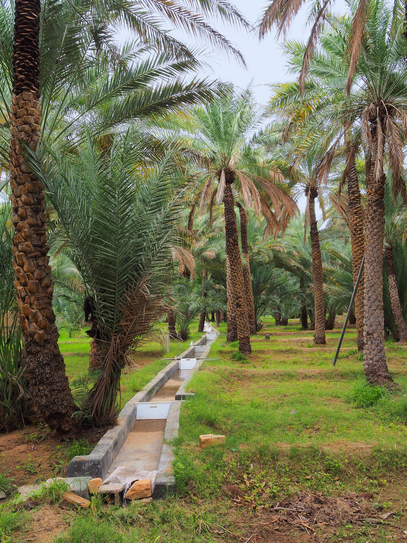 Un canal d’irrigation dans la palmeraie 