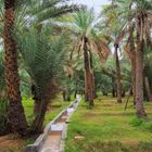 Un canal d’irrigation dans la palmeraie 