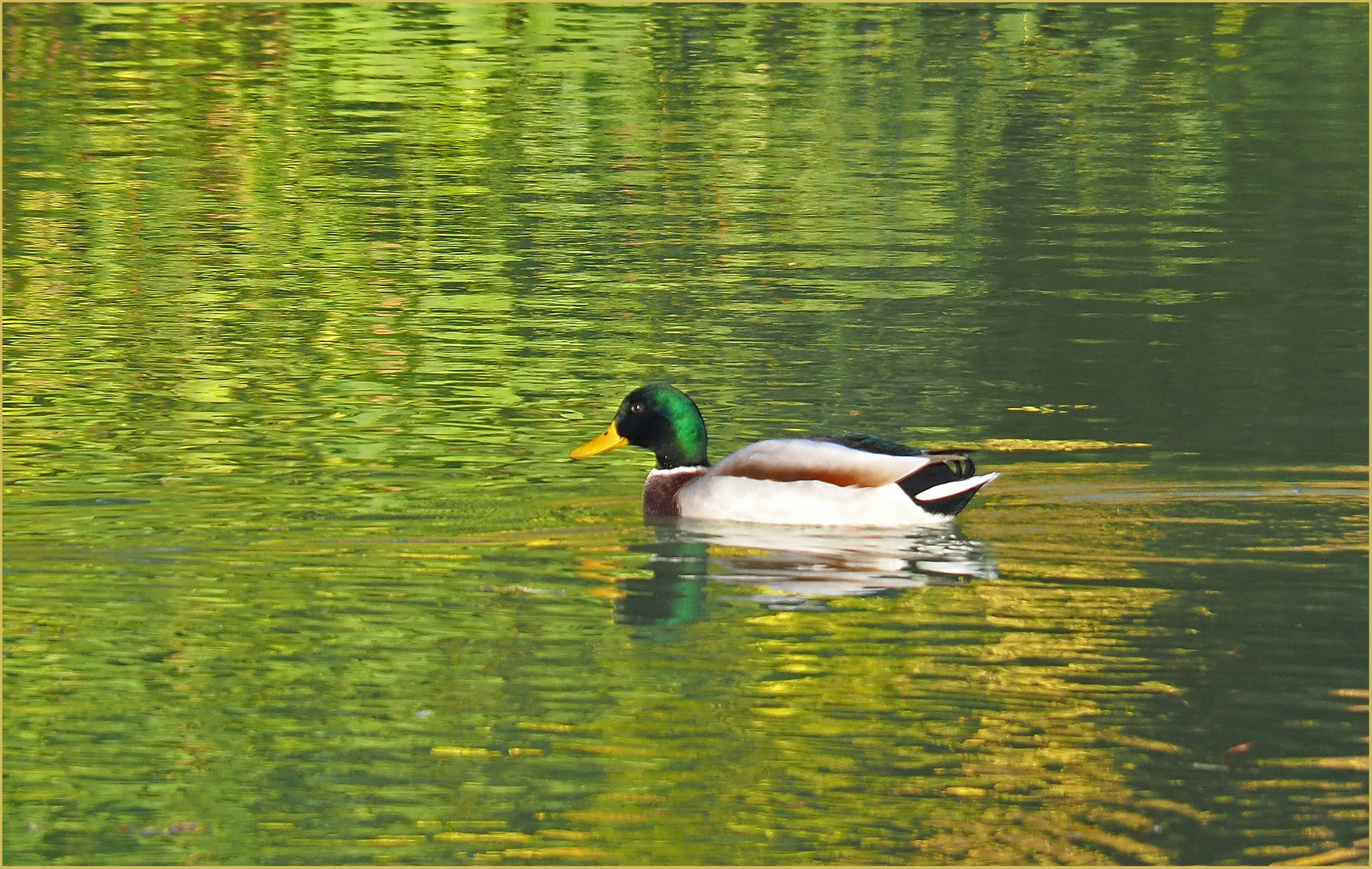 Un Canard Colvert dans le vert