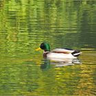 Un Canard Colvert dans le vert