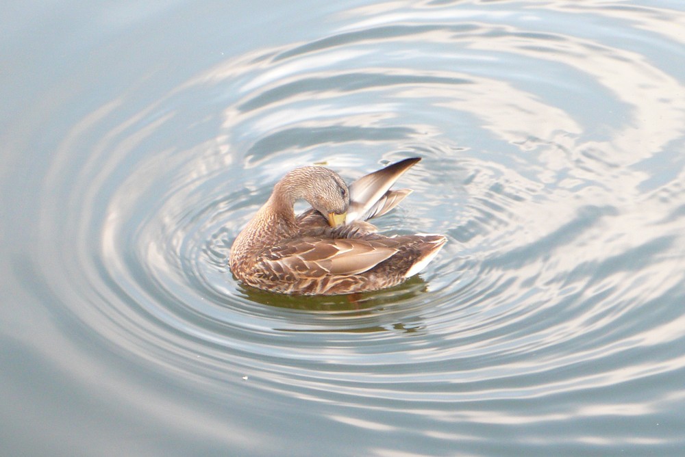 un canard faisant sa toilette