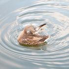 un canard faisant sa toilette