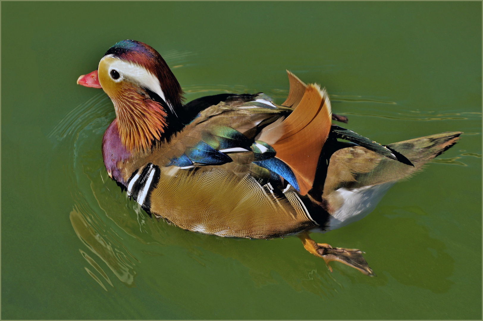 un canard mandarin ...