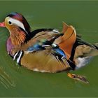 un canard mandarin ...