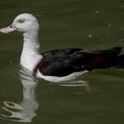 Un canard qui semble sourire (Tadorna radjah, tadorne radjah)