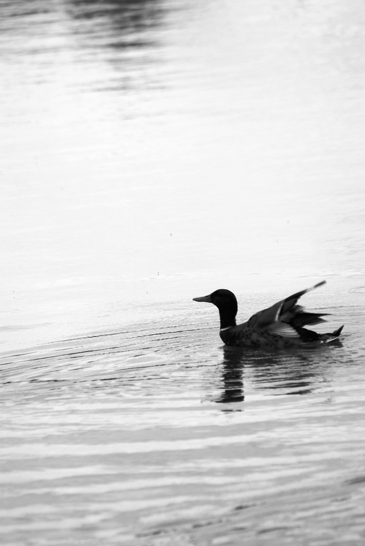 Un canard se marre dans sa mare.