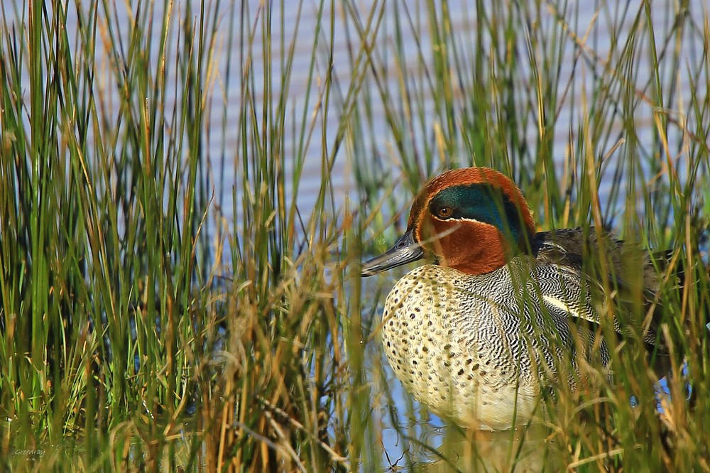 Un canard, un canard....??