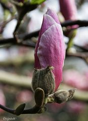 Un candélabre naturel