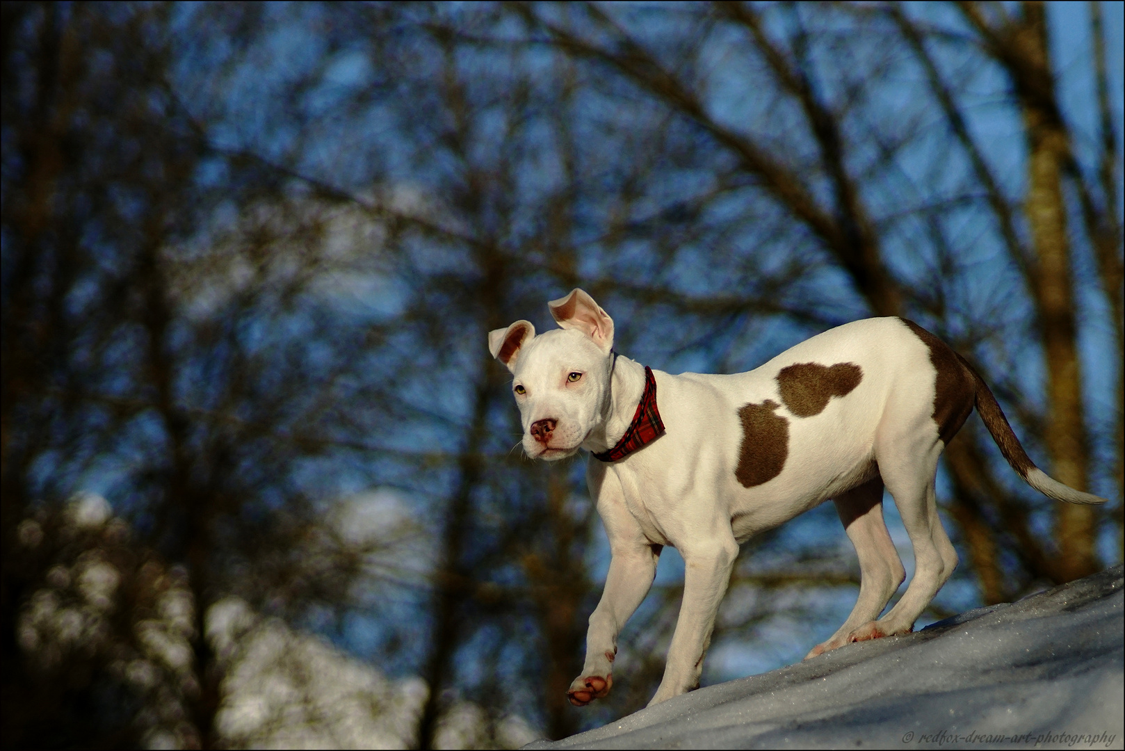 Un cane da combattimento???