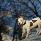 Un cane da combattimento???