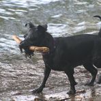 Un cane in acqua con bastone