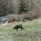 Un capriolo e un camoscio sul primo verde