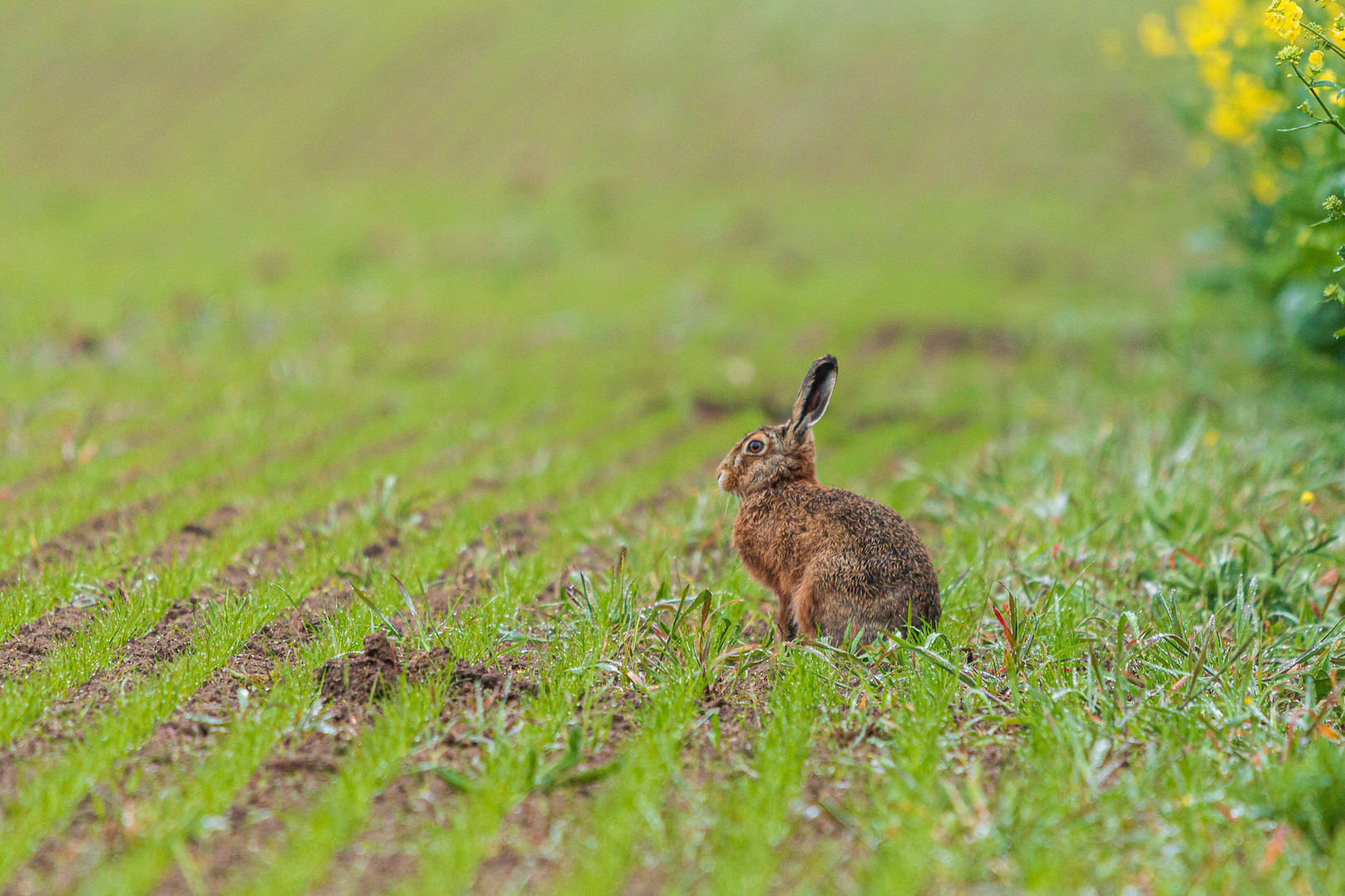 Un capucin dans le champs voisin