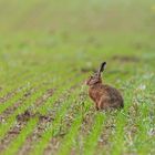 Un capucin dans le champs voisin