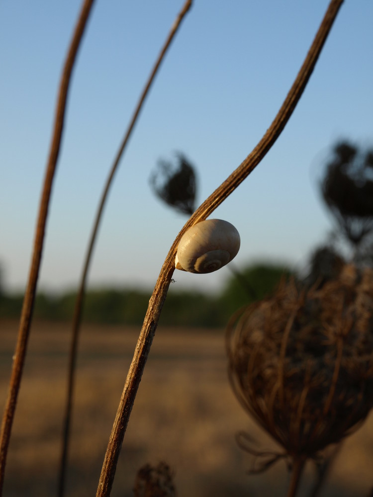 un caracol