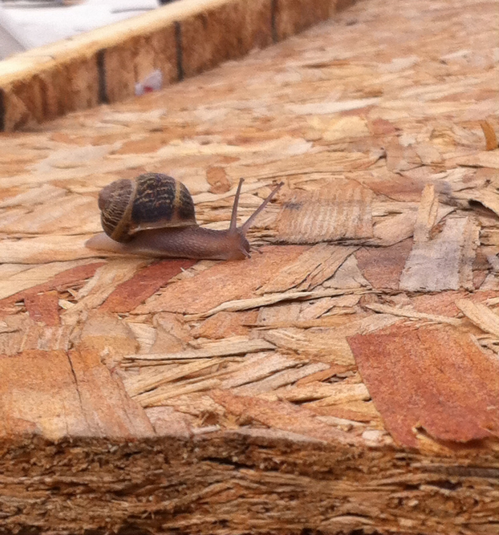 Un Caracol casualmente. Muy hermoso