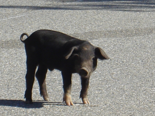 Un caractère de cochon