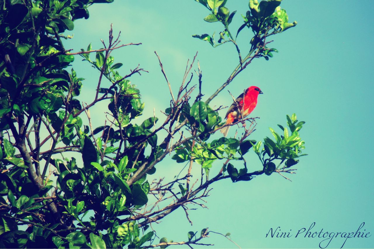 Un Cardinal