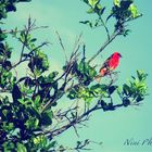 Un Cardinal