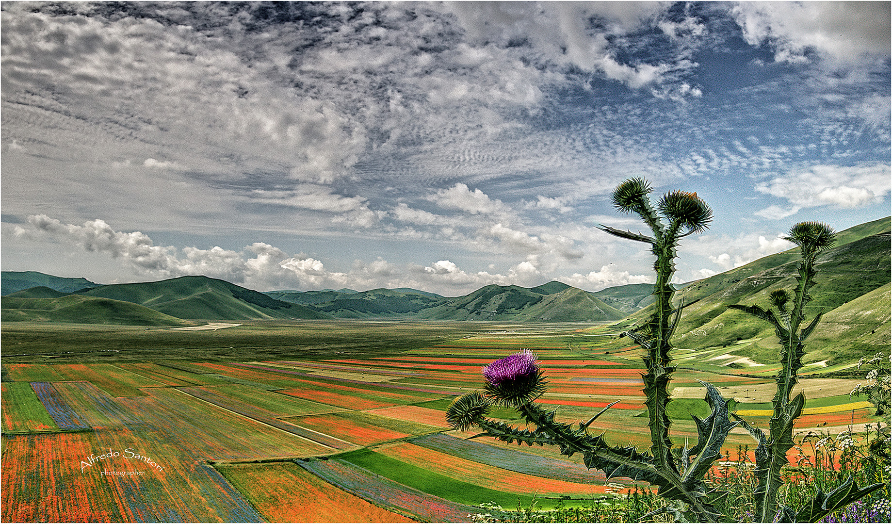 Un cardo a Castelluccio