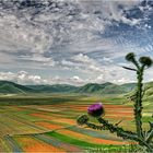 Un cardo a Castelluccio