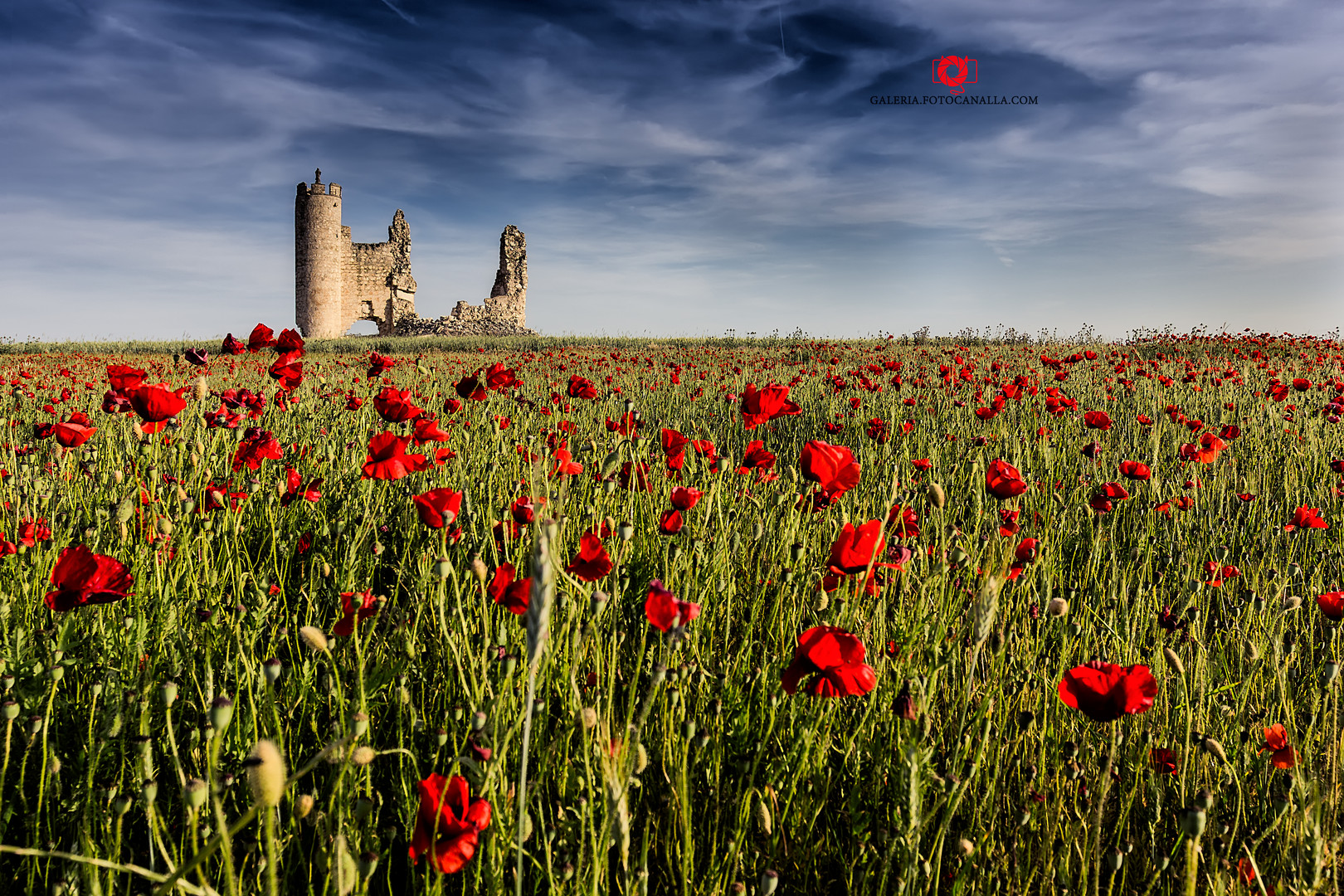 Un castillo rodeado de amapolas