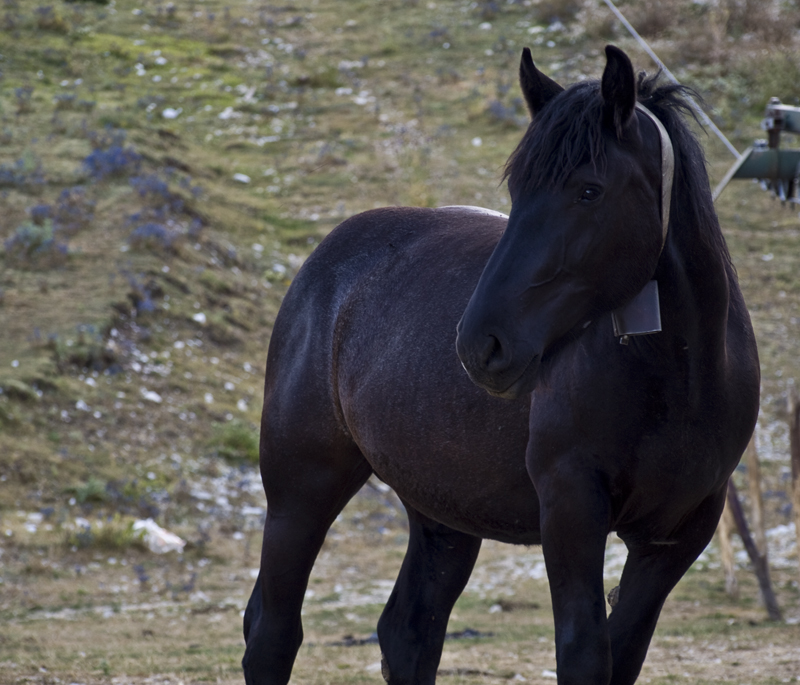 Un cavallo