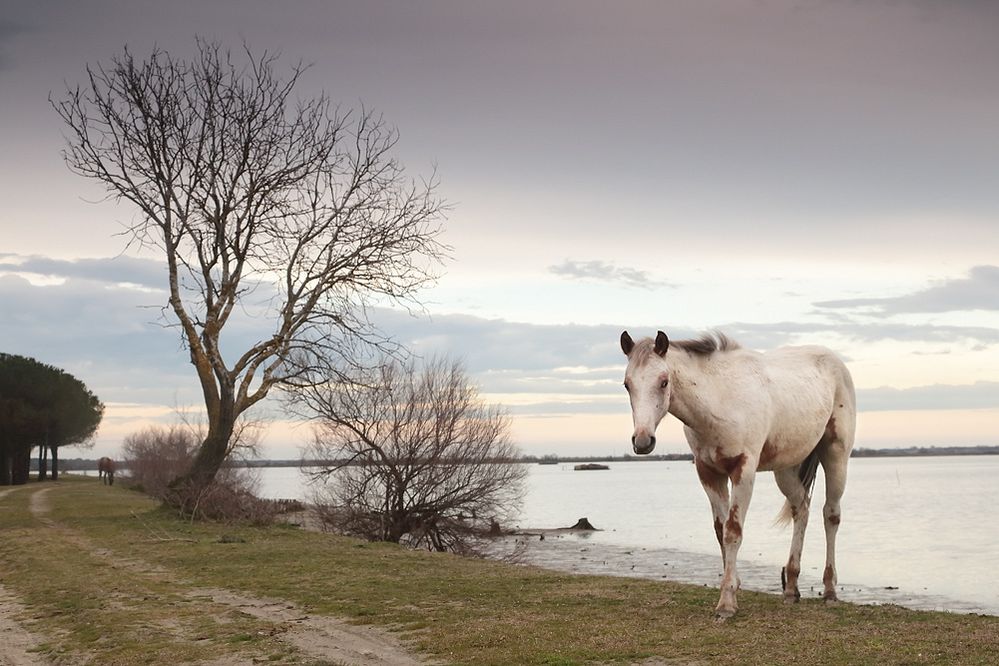 Un cavallo nella Valle