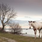 Un cavallo nella Valle